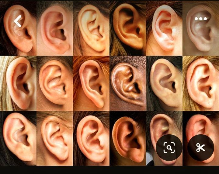 a collage of images showing many different ear shapes and sizes. the images are organized in a grid of 4 rows and 4 columns.  the ear is the only body part that is shown in each image. each image is taken from a side view, showing the shape of the ear. the images are all in focus and are well lit. the collage highlights the variety of ear shapes and sizes in humans.