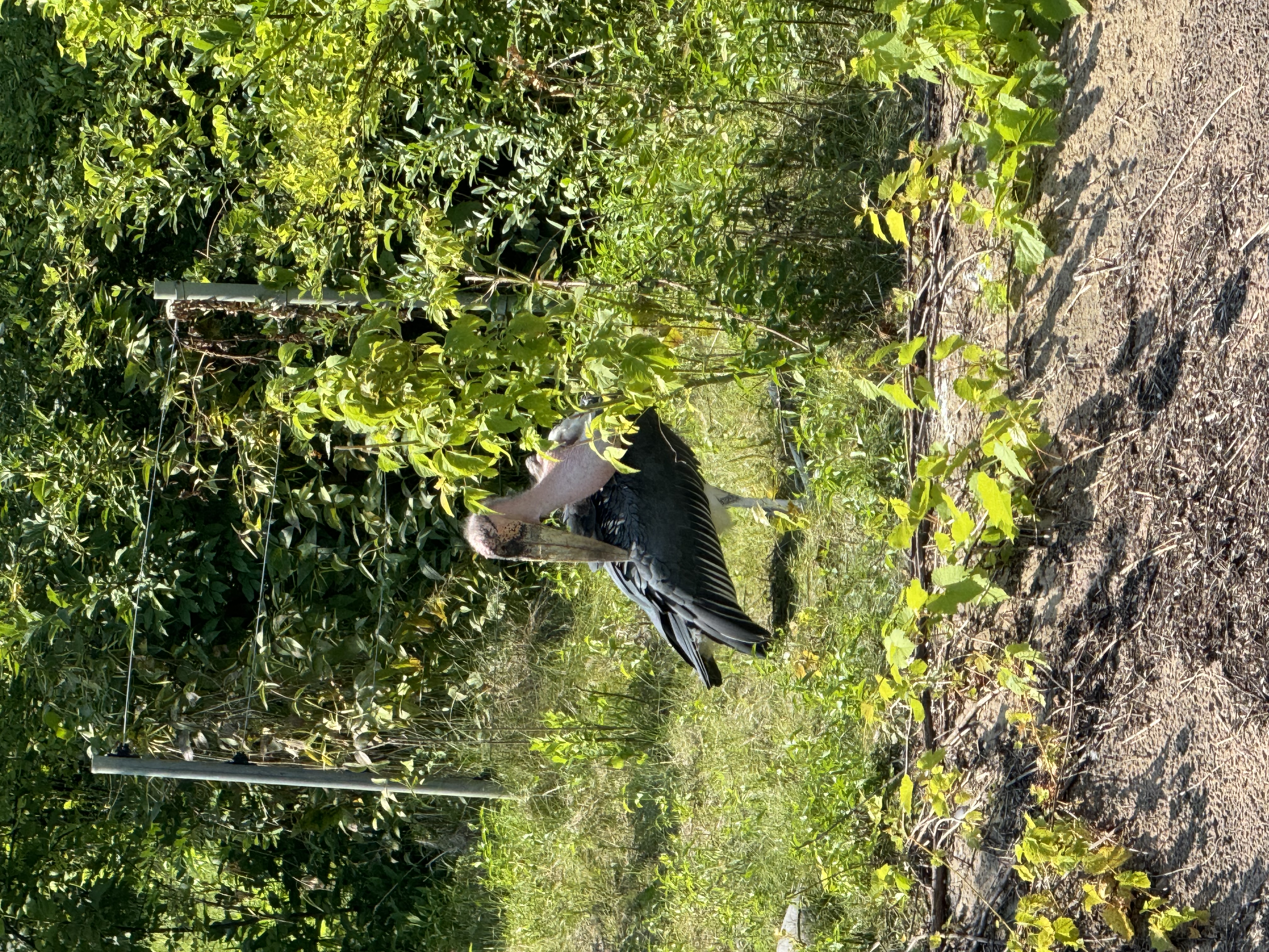 a marabou stork stands in a grassy area surrounded by green bushes and trees. the stork is mostly black and white with a large beak and long legs. there is a wire fence in the background. the image appears to have been taken on a sunny day.