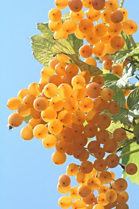 a closeup image shows a cluster of yellow viburnum opulus berries (guelder rose) hanging from branches with green leaves against a blue sky. the berries are round and appear ripe, suggesting it may be autumn.