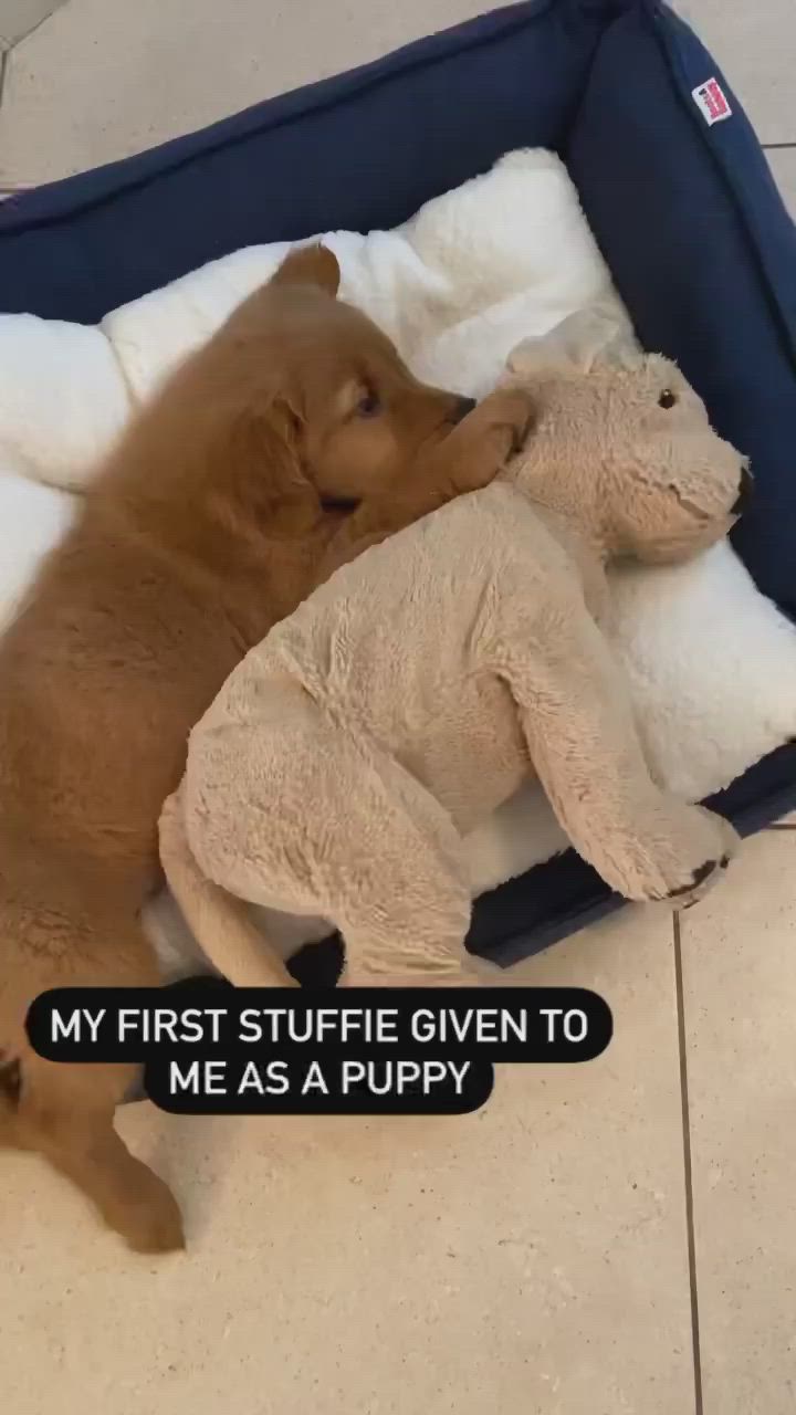 a golden retriever puppy is sleeping in a dog bed, with a fluffy stuffed animal toy in his arms. the caption reads "my first stuffie given to me as a puppy".  the puppy is resting its head on the stuffed animal, while the toy is resting its head on the puppy's body. the puppy is very relaxed and appears to be sleeping soundly. the image is very cute and heartwarming.