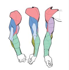 the image showcases three different perspectives of a stylized arm sketch. each arm highlights the musculature in distinct colors, aiding in understanding the form and placement of muscles. the arms are posed naturally, demonstrating the way muscles bunch and extend with movement.