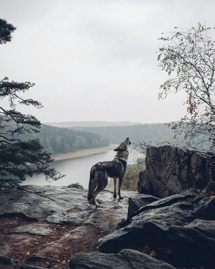 the image shows a wolf standing on a rocky cliff, howling towards the sky. in the background, there is a forest and a lake. the sky is overcast, and the overall atmosphere is somewhat foggy and melancholic.