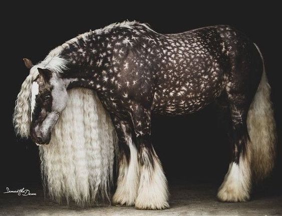 a standing piebald horse with a long, flowing white mane and a dark coat dotted with white spots stands against a black background. the horse is likely a draft horse or a gypsy vanner due to its heavy build and feathering on its legs.