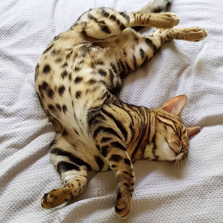 a bengal cat is sleeping on a white bed, curled up with its belly exposed. the cat has a spotted belly and striped sides. its eyes are closed and it appears to be relaxed.