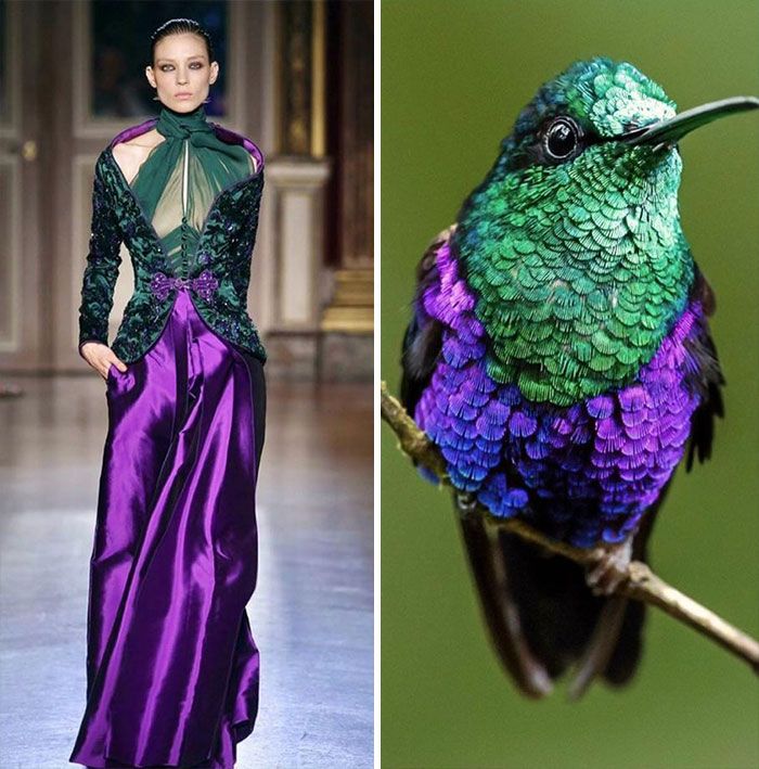 this image is a split image of a fashion model on a runway wearing a green and purple dress with her pose mirroring the pose of a hummingbird sitting on a branch. the colors of the dress are clearly inspired by the bird, with the green jacket and purple skirt mirroring the hummingbird's plumage. the model's pose, especially her hand on her hip, echoes the position of the bird's wing. the image highlights the connection between nature and fashion, showcasing how natural elements can inspire creative designs.  the vibrant and exotic colors of the bird and dress stand out against the backdrop of the runway and the foliage.