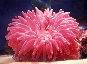 a pink sea anemone with its tentacles extended outward. it sits on a rock or coral base. the background is a dark blue, suggesting an aquarium setting.