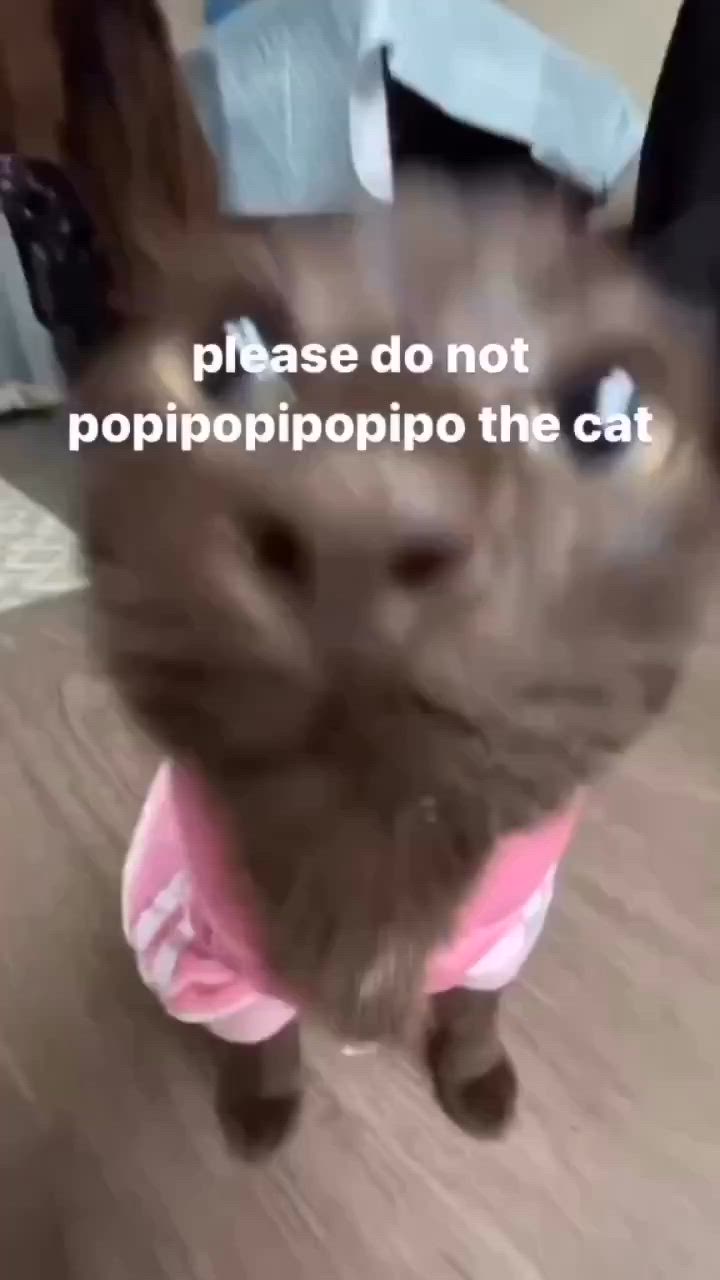 a brown cat wearing a pink shirt is looking at the camera with a funny expression on its face. the cat is standing on a wooden floor and has a pink shirt on. the text "please do not potipopipopopipo the cat" is written on the cat's face. the cat looks playful and goofy in the image.