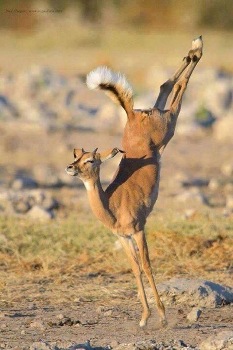 a young impala leaps through the air, its back legs extended straight behind it and its front legs tucked under its body. its tail is raised high and its ears are perked. the animal is caught in midair, creating a humorous and dynamic image. the impala is standing on its hind legs, while its front legs are held together. the impala has a funny expression on its face. the impala's body is stretched and elongated, making it appear awkward and comical. the impala's stance is unusual and bizarre, and it appears as if it is trying to balance itself.  the image is a humorous and dynamic depiction of an impala's playful nature.