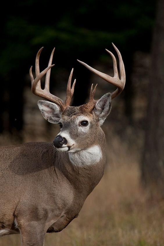 the image is a closeup shot of a large male whitetailed deer (buck) standing in a lightly wooded area with a blurred background.  the deer is facing slightly away from the camera, its head turned toward the viewer. its large, impressive antlers are clearly visible against the dark background, showcasing the animal's mature age and healthy condition. the deer's coat is a mix of brown and grey, blending well with the muted tones of the autumnal environment. the focus is sharp on the deer, with the background gently defocused, creating a bokeh effect that enhances the subject. the overall mood is one of serene wildness and natural beauty.