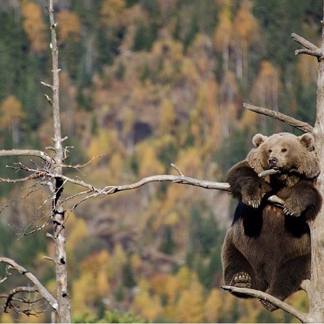 a brown bear is sitting on a tree branch in a forest. it looks directly at the camera. it is sitting on a branch of a dead tree and it looks like the tree is getting ready to fall. the background is out of focus.