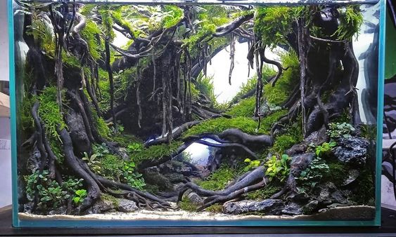 the image showcases a meticulously crafted aquascape, resembling a lush, miniature jungle.  the tank is densely planted with various species of aquatic plants creating a vibrant, green ecosystem.  prominent features include large pieces of dark, gnarled driftwood that form a central structure, resembling the roots of ancient trees.  the roots are draped with various mosses and smaller plants, adding to the depth and texture of the scene.  rocks are strategically placed to mimic a natural rocky landscape, completing the immersive junglelike setting.  the overall effect is highly realistic and visually stunning, demonstrating advanced aquascaping techniques.