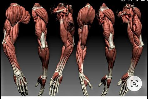 the image showcases a detailed 3d model of a human arm, highlighting the intricate network of muscles from various angles. five distinct perspectives are presented, offering a comprehensive view of the arm's musculature. the arm is depicted in a neutral pose, with the hand relaxed. the model is highly realistic, capturing the texture and definition of the muscles. the lighting is soft and diffused, emphasizing the form and volume of the arm.