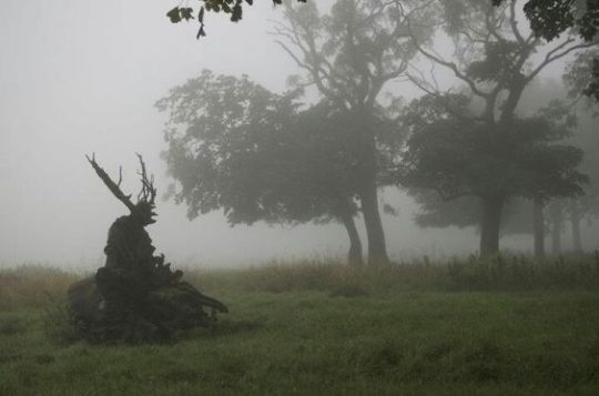 a dark and eerie landscape featuring a tree stump with antlerlike branches silhouetted against a foggy background. the scene depicts a meadow or field with trees partially obscured by the mist, creating a spooky atmosphere.