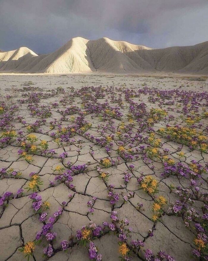 the image shows a desert landscape with cracked earth and wildflowers. purple and yellow flowers grow in the cracks of the arid ground. hills and mountains are visible in the background under a cloudy sky. the scene depicts a sense of resilience and survival in a barren environment.