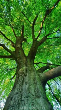 an upward view looking up a massive tree trunk with dense, lush green foliage. the light shining through the leaves is creating dappled lighting.