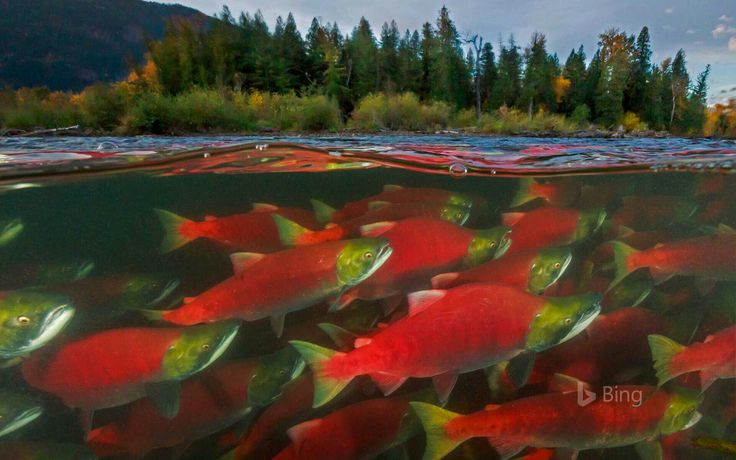 the image is a stunning splitlevel photograph showing a school of sockeye salmon (oncorhynchus nerka) swimming in a river. the upper half of the image displays the river's surface, with a background of a lush green forest displaying autumn colors.  the lower half of the image shows the salmon underwater, their bright red bodies contrasting against the darker water. the composition perfectly blends the abovewater and underwater worlds, creating a captivating view of the salmon's natural environment during their spawning run.  the image is highquality and vivid, showing a rich palette of autumnal colors on land and the vibrant reds of the fish. a small bing logo appears subtly in the bottom right corner of the image.