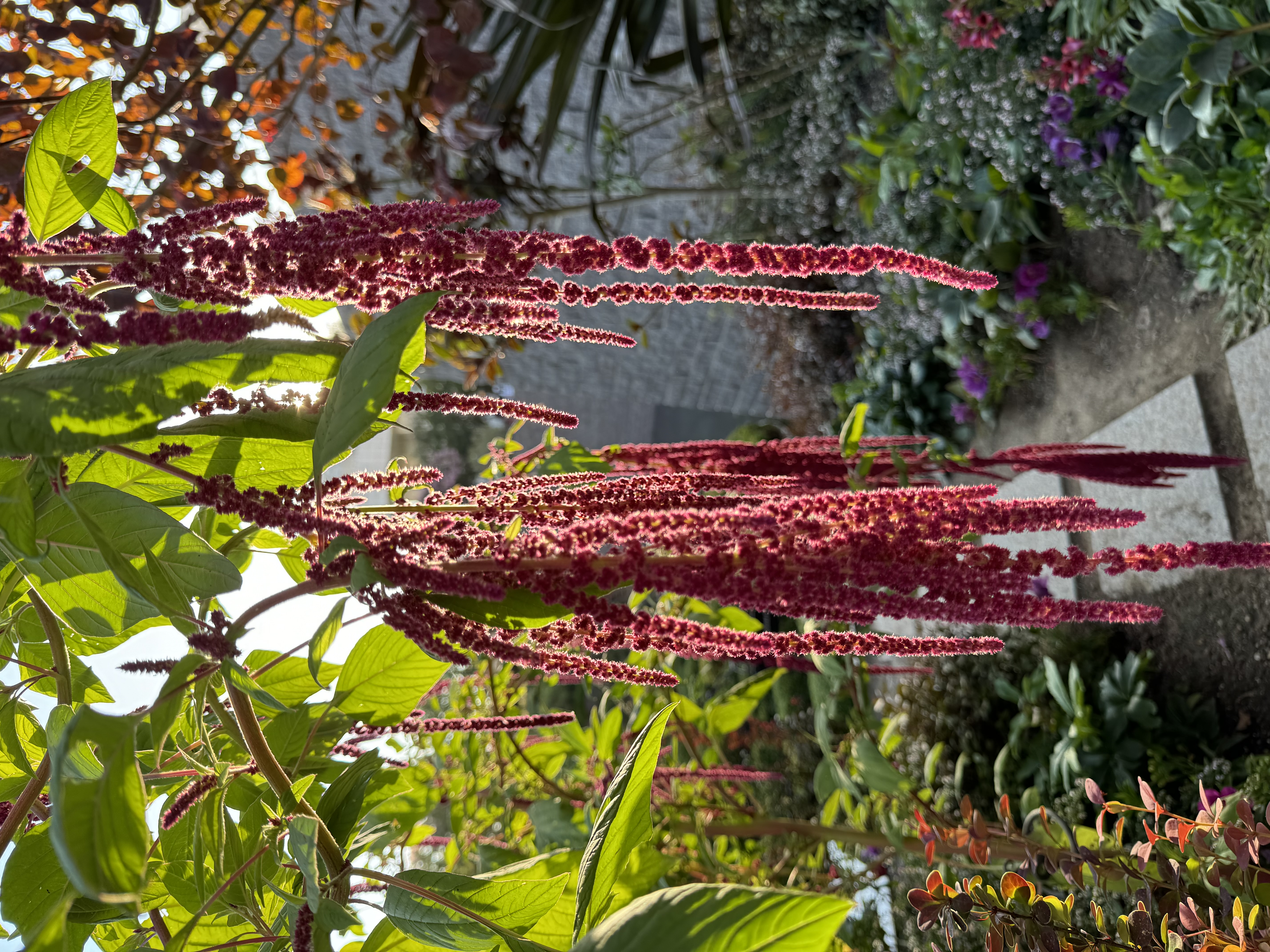 a photograph of a love lies bleeding flower, also called an amaranthus, with its distinctive long red blooms, growing in a garden. the sun is shining through the leaves and flowers.