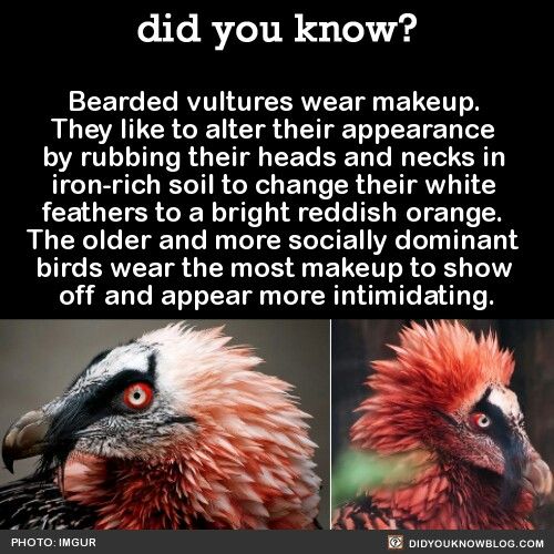the image shows a meme or fun fact about bearded vultures and their behavior of rubbing themselves with ironrich soil. the meme is titled "did you know?" and provides an interesting detail about bearded vultures and their "makeup." the text states that these birds rub their heads and necks in ironrich soil, which changes their white feathers to a reddishorange color. it also adds that older and more socially dominant birds wear the most makeup to show off and appear more intimidating. below the text, there are two images of bearded vultures, one with lightercolored feathers and another with bright reddishorange feathers. the meme is captioned as "photo: imgur" and "didyouknowblog.com"