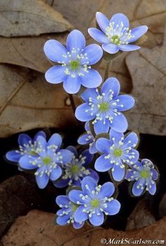 a cluster of delicate light blue flowers with yellow centers, growing amongst brown leaves on the forest floor. the flowers are in sharp focus against the softfocus background, highlighting their beauty and intricate details.