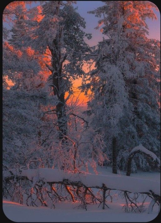 the image depicts a snowcovered forest at sunset. tall, snowladen trees dominate the scene, their branches heavy with snow. an orange glow from the setting sun filters through the trees, casting a warm light on the snow and the branches. a fallen tree covered in snow lies in the foreground. the overall atmosphere is cold, serene, and beautiful.