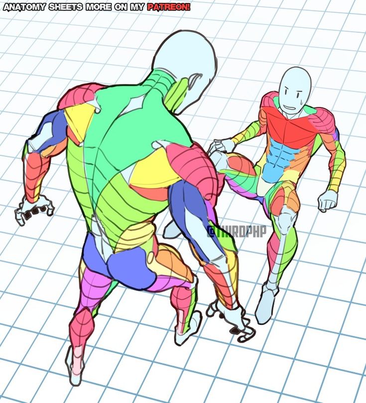 the image is a detailed illustration of human muscle anatomy depicted in two figures engaged in a dynamic pose. one figure is shown from behind, kicking the other figure who is lying on the ground. the muscles are colorcoded for easy identification and understanding.  the illustration is drawn on a grid background, suggesting its use as a reference guide for artists.  a watermark includes a patreon mention, indicating that more such content can be found on the artist's patreon page. the overall style is clean and brightly colored, making the anatomical details easily accessible.