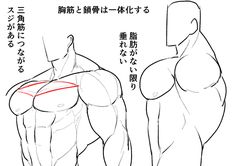 a drawing that shows the anatomy of a man's upper body, focusing on the chest and shoulders. it illustrates how the pectoral muscles connect to the collarbone. the text, written in japanese, explains the anatomical details and how to draw them.