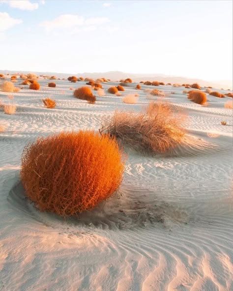 a wide shot of a beautiful desert landscape. the image features white sand dunes with small orange shrubs scattered throughout the landscape. the sand is textured, with ripples and patterns. the sky is a pale blue, indicating a hot, dry climate. the image evokes a sense of peace and tranquility.