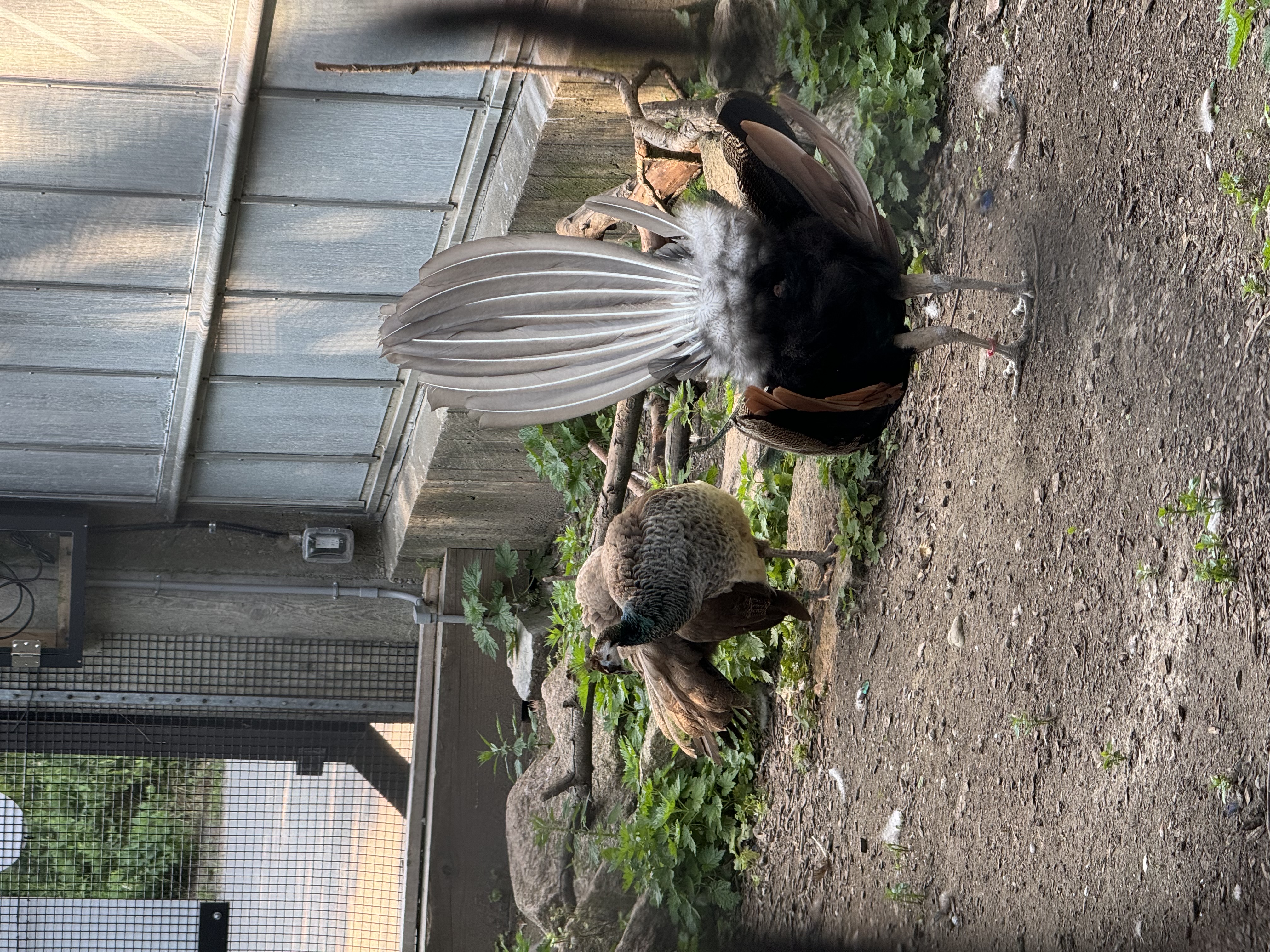two peacocks are shown in a zoo enclosure. the enclosure is made of dirt, scattered with branches, sparse greenery, and a concrete wall and fence. the peacock on the left is facing away from the viewer with its tail feathers down. the peacock on the right is facing the viewer with its tail feathers raised in a display.  the scene is lit by natural sunlight.