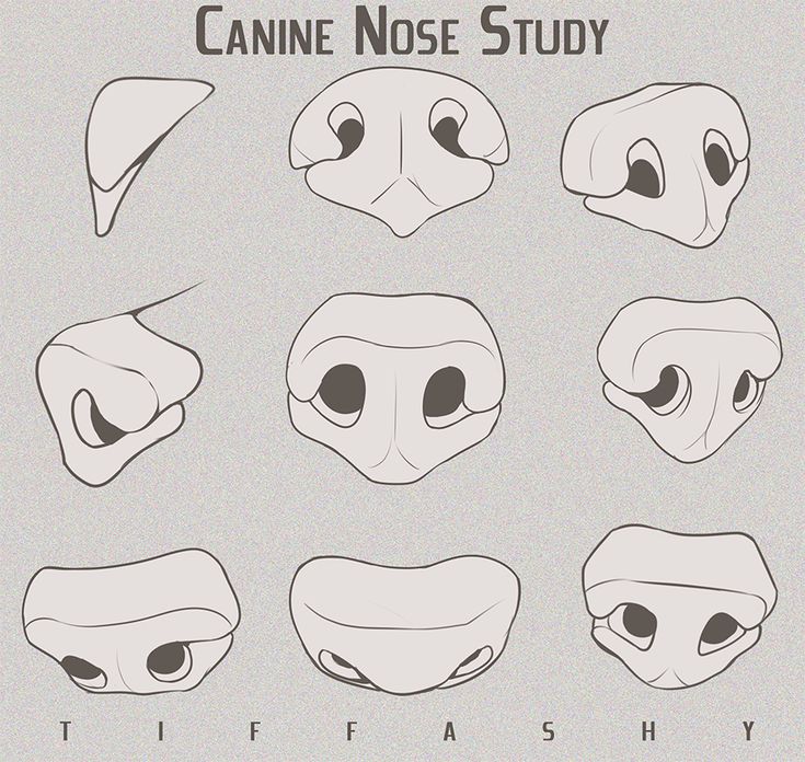 the image is a "canine nose study" illustration. it shows nine different drawings of canine noses from various angles and perspectives. the illustrations are simple line drawings with minimal shading, and the artist's signature "tiffashy" is at the bottom of the image.