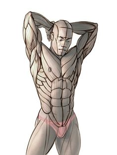 this is an anatomical sketch showing the muscular system of a male figure. the man has his hands behind his head, highlighting the muscles in his arms, chest, and abdomen. the sketch is detailed, illustrating the various muscle groups and their interplay.  the style is realistic and uses shading to create depth and form.