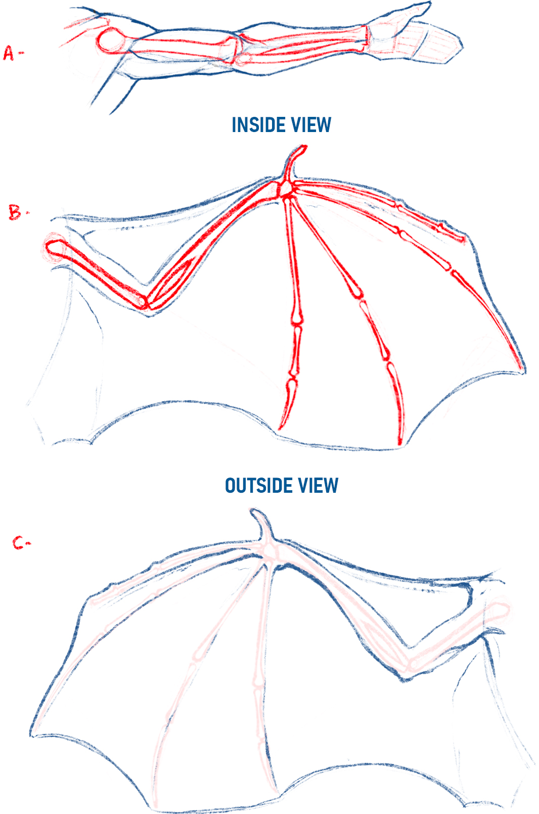 the image is a threepart drawing tutorial showing the skeletal structure of a dragon or bat wing.  part a shows an inside view of a forearm and hand.  part b provides an inside view of a wing, highlighting the bone structure.  part c displays an outside view of the wing, illustrating the arrangement of the bones and membrane.  the drawings are detailed and clearly illustrate the different aspects of the wing's structure.  the labels "inside view" and "outside view" clearly indicate the perspective of each drawing.  the red lines seem to highlight the main bones.