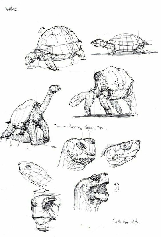 a page from a sketchbook with several anatomical drawings of turtles and tortoises. the drawings are done in pencil and show the animals from different angles. the artist has also included some notes on the drawings, such as "domesome george, turtle."  the drawings are detailed and show the artist's understanding of the animals' anatomy. the artist has also paid attention to the texture and patterns of the turtles' shells.