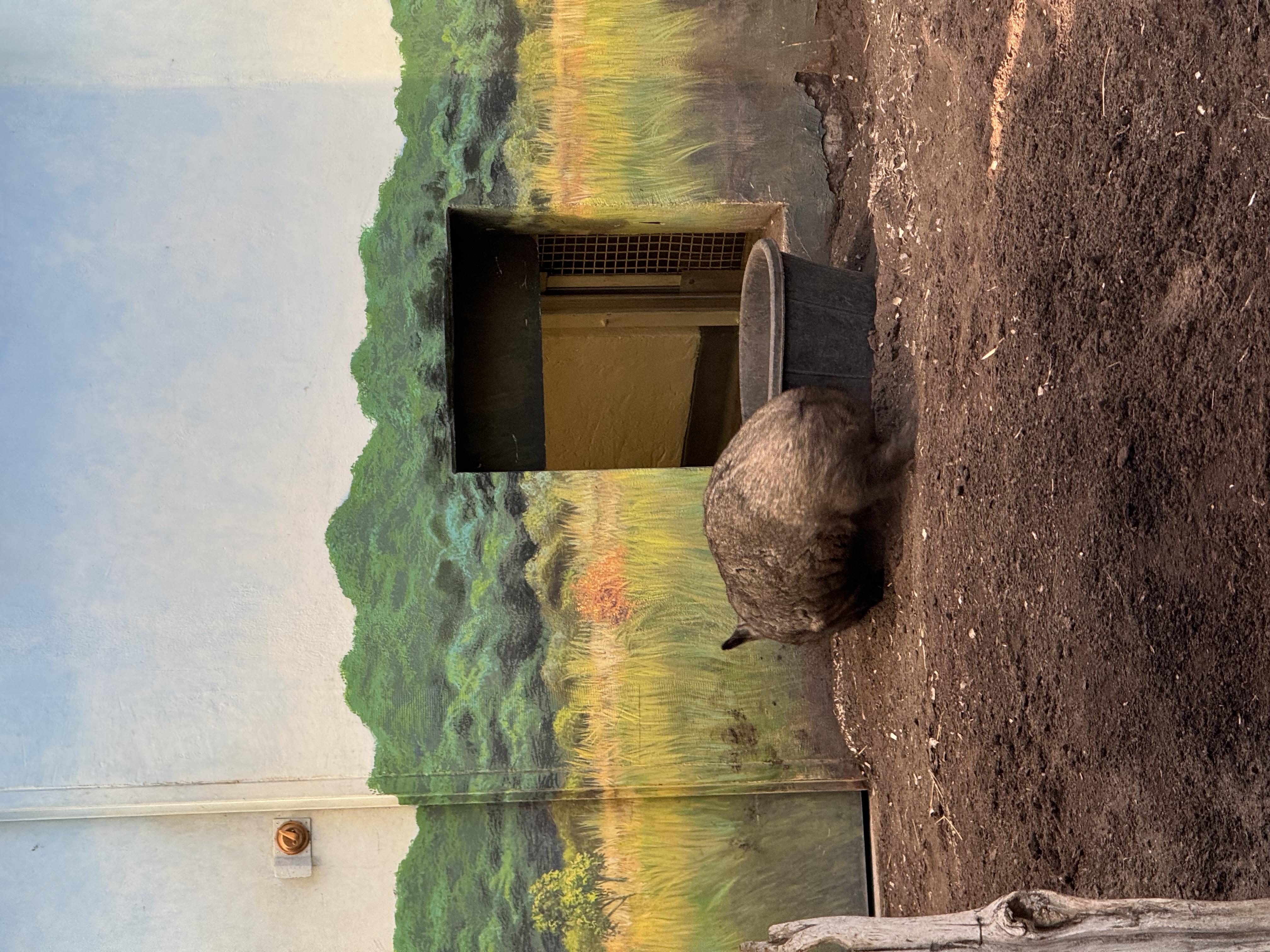 a large wombat faces away from the camera in a zoo enclosure. the enclosure has a painted mural depicting a grassy field and trees. the wombat is in the dirt in front of its burrow entrance, next to a black tub.