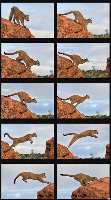 this is a collage image of a mountain lion leaping between rocks. the mountain lion is brown with a white patch on its chest. the background is a desert landscape.