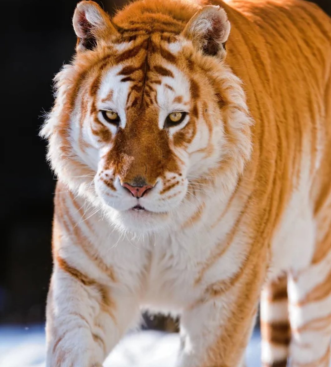 a golden tiger walking towards the camera on a bed of snow. the tiger's intense gaze is directed at the viewer. the lighting is natural and highlights the unique orange and white stripes of its fur.