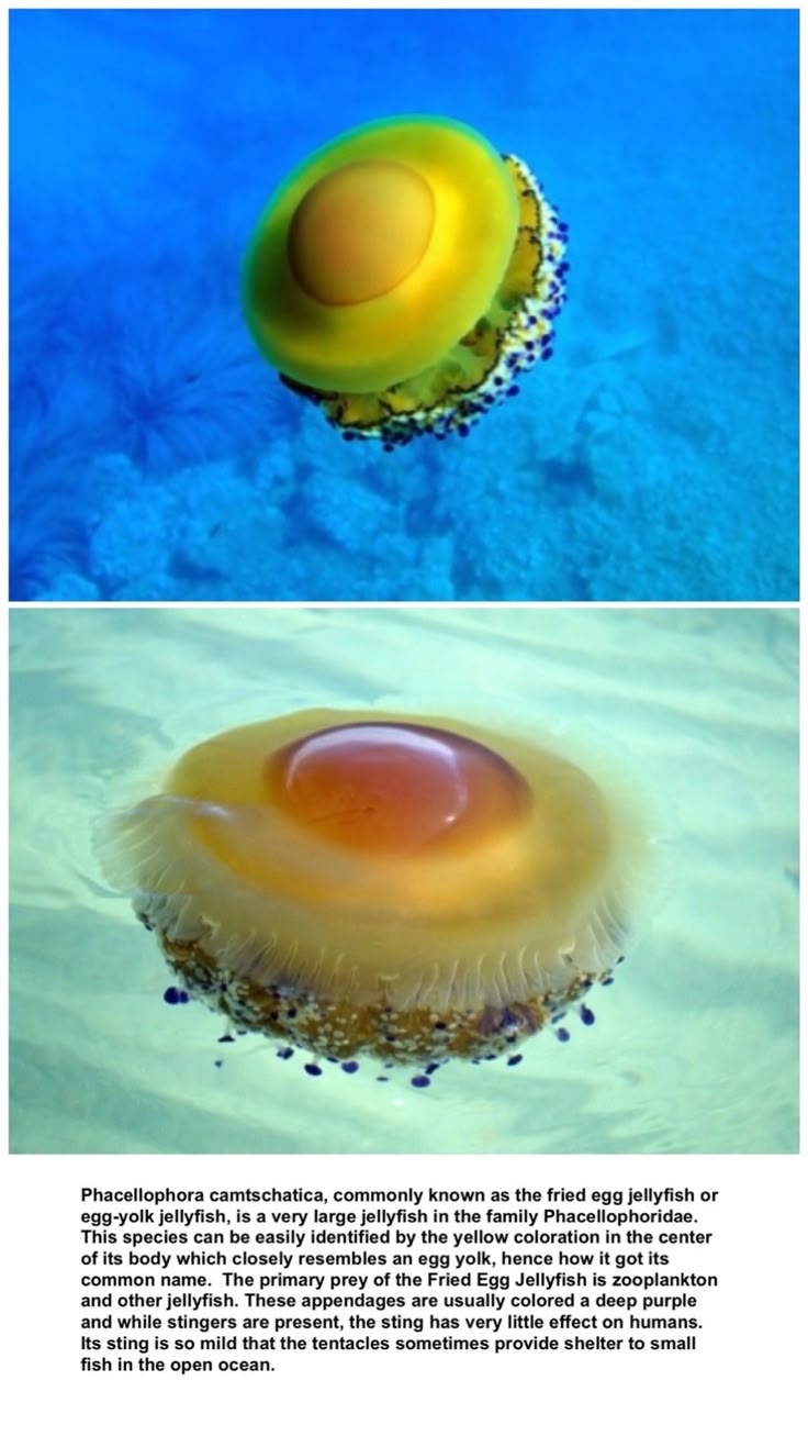 the image shows two photos of a phacellophora camtschatica, commonly known as a fried egg jellyfish. the jellyfish have a distinctive appearance resembling a fried egg with a yellow center. the first photo shows the jellyfish swimming in clear blue water. the second photo offers a closer view of another jellyfish in more murky, greenish water, highlighting the details of its structure and color. below the second image is text providing information about the jellyfish, including its scientific name, common names, classification, diet, and characteristics.