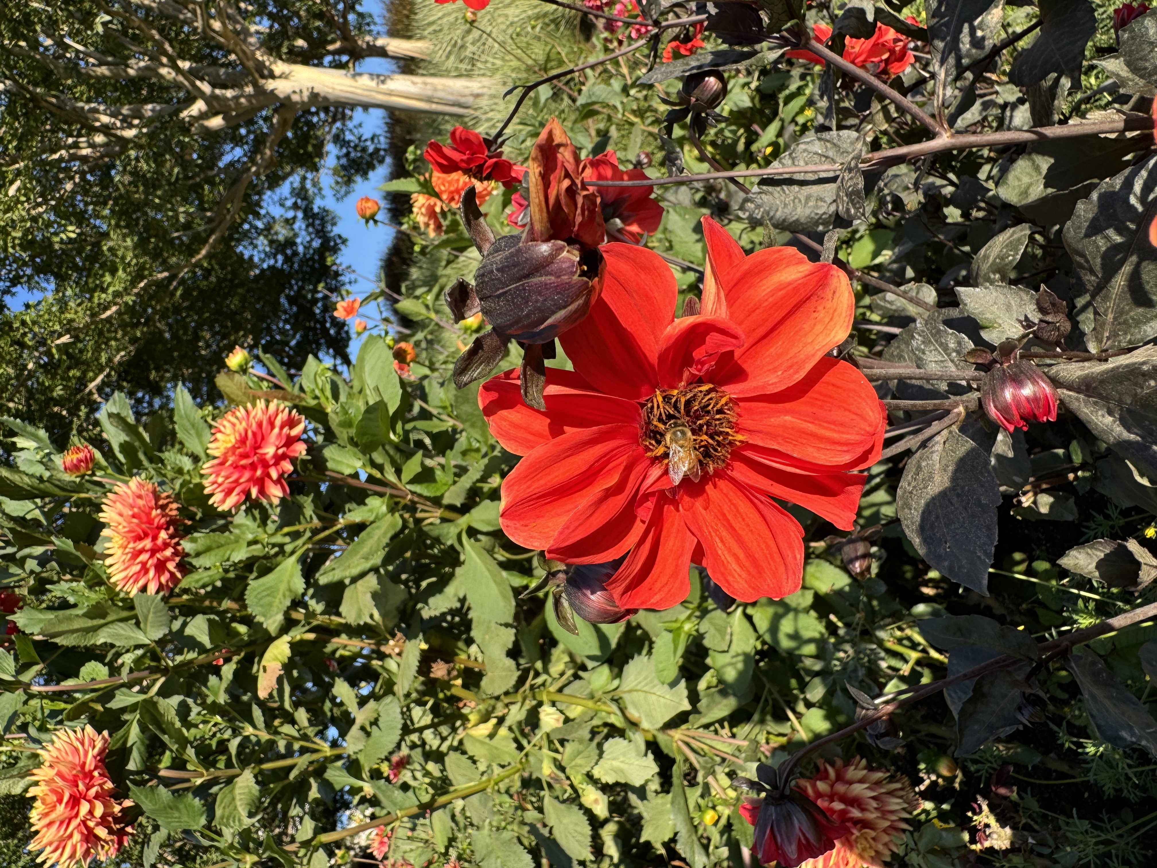 a closeup shot of a vibrant red dahlia in full bloom, with a bee nestled in its center, diligently collecting pollen. the surrounding garden is alive with a mix of red and orange dahlias, their lush green leaves creating a vibrant backdrop. the clear blue sky peeks through the branches of a nearby tree, indicating a bright sunny day.