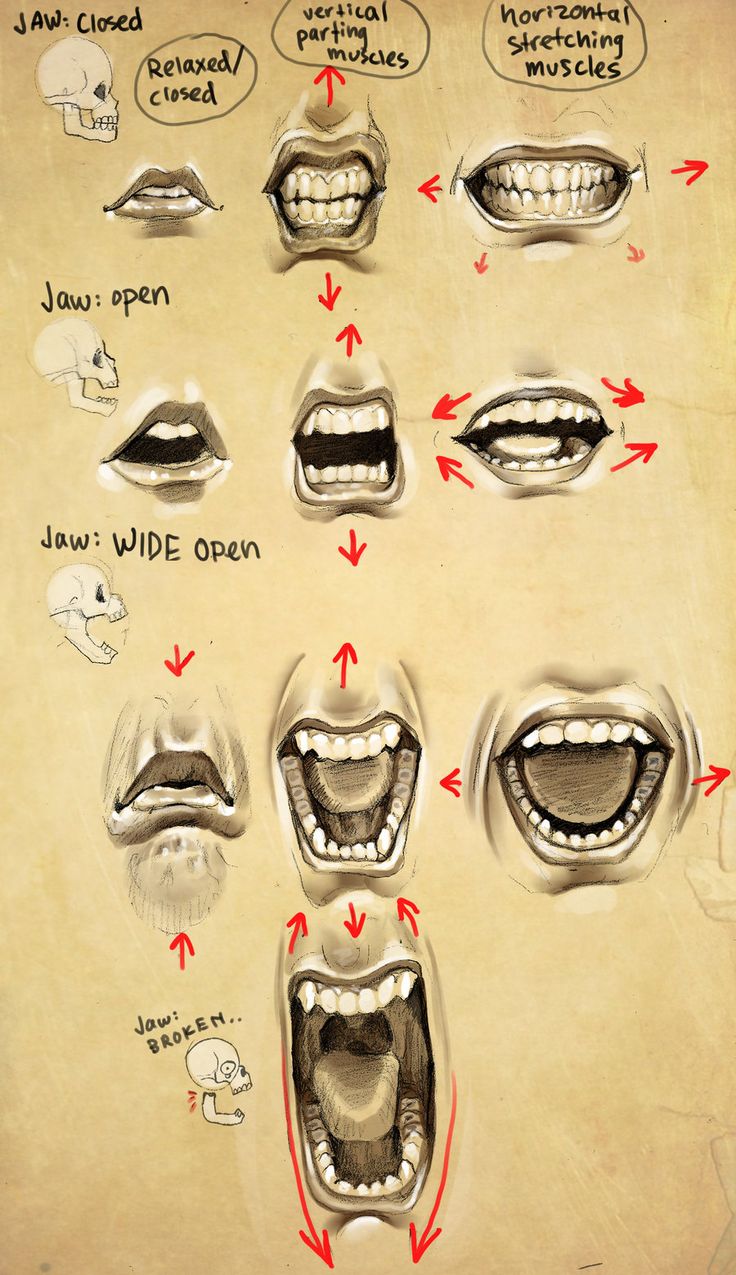 the image is a sketch page detailing the anatomy and movement of the mouth and jaw. it features multiple drawings of a mouth in various states of openness, from closed to wide open, even exaggerated to a "broken" state. arrows illustrate the direction of muscle movement for each expression, and labels indicate the muscles responsible for vertical parting and horizontal stretching.