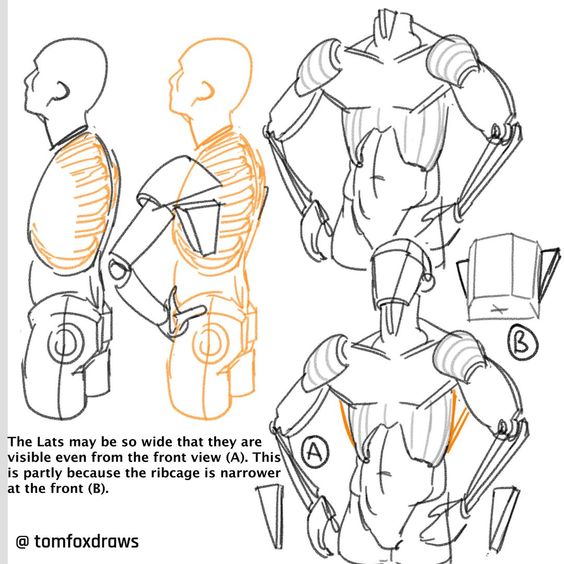 the image shows a drawing tutorial on how to draw the anatomy of the human body. the focus is on the lats and ribcage. the drawing is broken down into three parts: a side view of the torso with the lats highlighted in orange, a front view with the lats highlighted in orange, and a closeup view of the ribcage. the drawing is accompanied by text that explains how the lats appear differently in different views.  the artist's instagram handle is @tomfoxdraws.