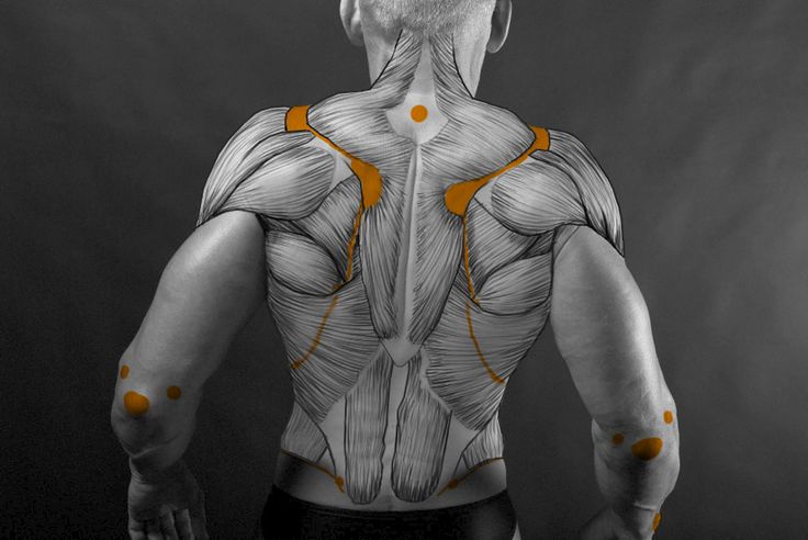 this is a studio shot of a muscular male torso against a dark background. only the back is visible, and the model's skin has been illustrated to highlight his muscle structure.   the muscles have been highlighted in orange to make them stand out.