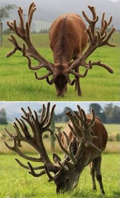 two red deer stags with massive antlers graze on a grassy field. the stags are in the foreground, with the green grass and a forest in the background.