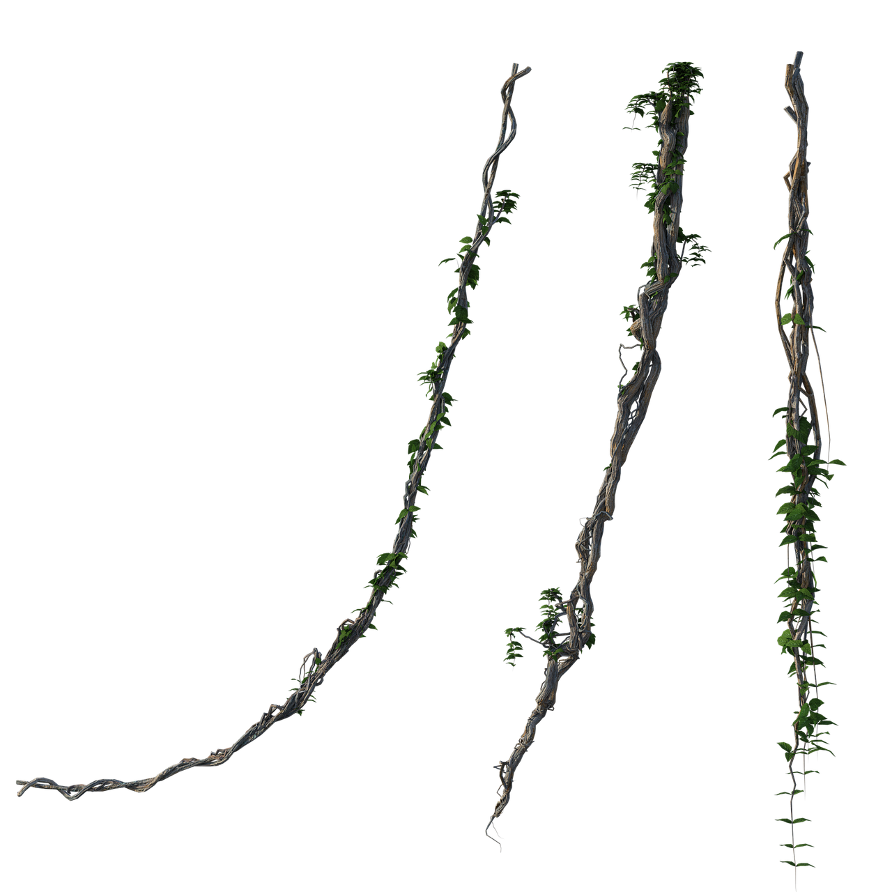the image shows three different vines with green leaves against a black background. the vines are of varying thickness and length, with some having more leaves than others. they appear to be isolated on the black background.