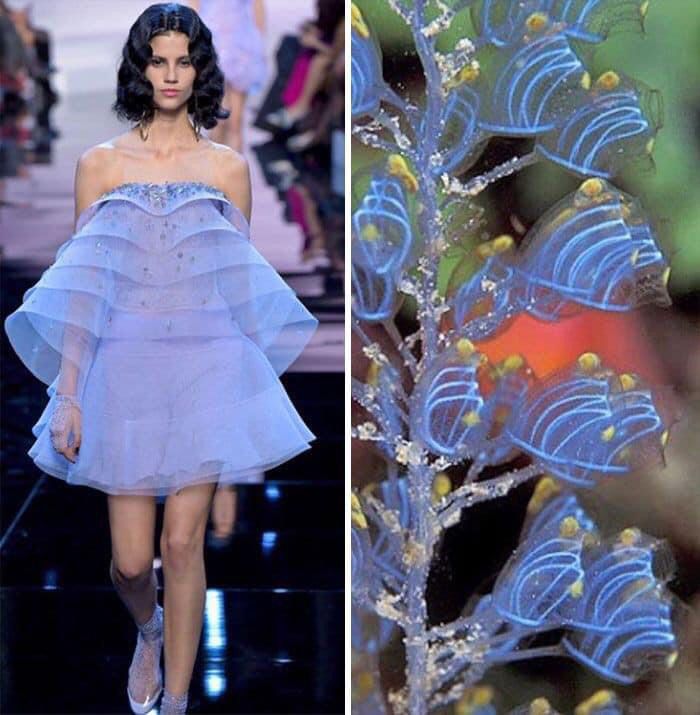 the image is a split image. on the left side, a model is walking down a runway wearing a blue and purple, layered, tulle dress with lace detailing. she is wearing matching blue shoes. the background is blurred, with other models and guests in the background. on the right side of the image, a closeup shot of a sea creature with blue bioluminescent markings. the colors and textures of the dress are inspired by the sea life on the right side of the image.  the image showcases the inspiration and beauty that nature provides for fashion designers.