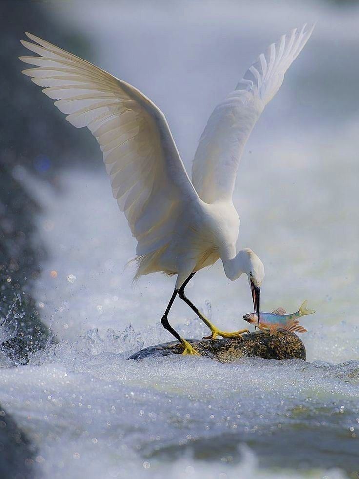 a white egret stands on a rock in a rushing river, wings spread wide, looking down at a fish it has caught. the water is turbulent, with splashes and bubbles around the rock.