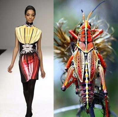 the image shows a split image. on the left side, a fashion model is walking the runway wearing a colorful dress that features a graphic pattern. she's posing with her hands on her hips. on the right side, a closeup image of a grasshopper. the grasshopper is brightly colored with red, yellow, black, and white stripes. it's sitting on a branch of a bush. the two images are juxtaposed, creating a contrast between the world of fashion and the natural world.
