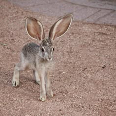 a young jackrabbit with large, long ears stands on the ground in a desert setting. the rabbit is brown and gray in color with soft, thick fur. the rabbit is facing the camera, looking directly at the viewer. the background of the image is blurred.