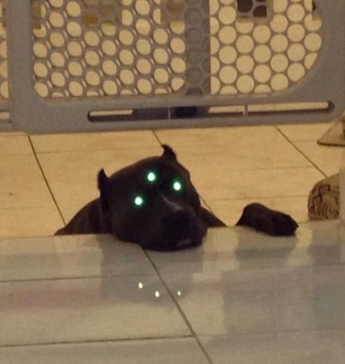 a pitbull rests its head on the tile floor. the dog has a slightly menacing appearance due to having three glowing green eyes. behind the dog is a gate made of plastic with circular holes in it.