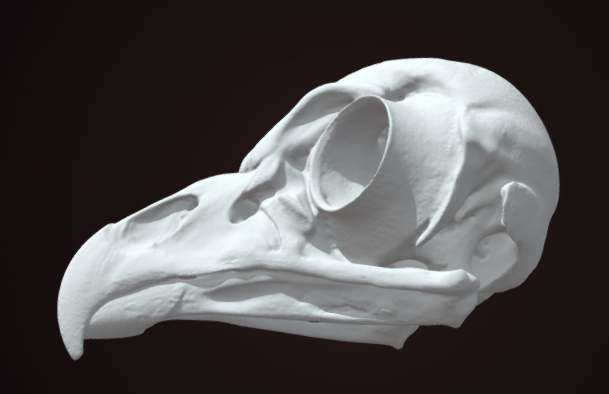 a closeup shot of a detailed 3d scan of a bird skull, possibly a vulture, rendered in white against a dark background. the scan captures the intricate details of the bone structure, including the beak, eye sockets, and skull foramina. the image is likely used for scientific research, education, or museum display.