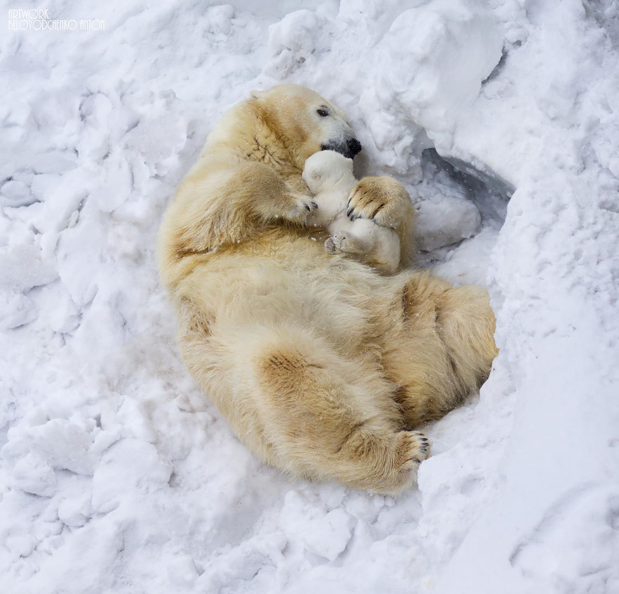 a polar bear mother cuddles her cub in the snow. the mother is lying on her side with her cub nestled in her paws. the snow is white and fluffy, and the bears are both covered in white fur. the scene is very peaceful and heartwarming.