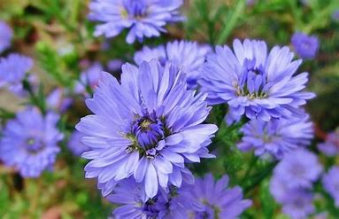 the image shows several vibrant purple aster flowers in full bloom, captured at eye level in a garden setting with natural lighting.